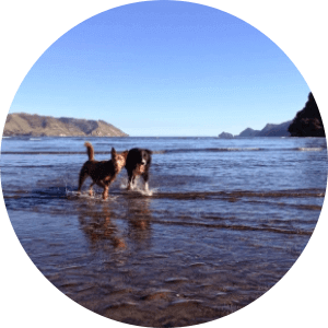 Off leash dog park in Auckland-Kakamatua Inlet