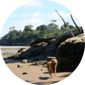 Off leash dog park in Auckland-Kauri Point Domain