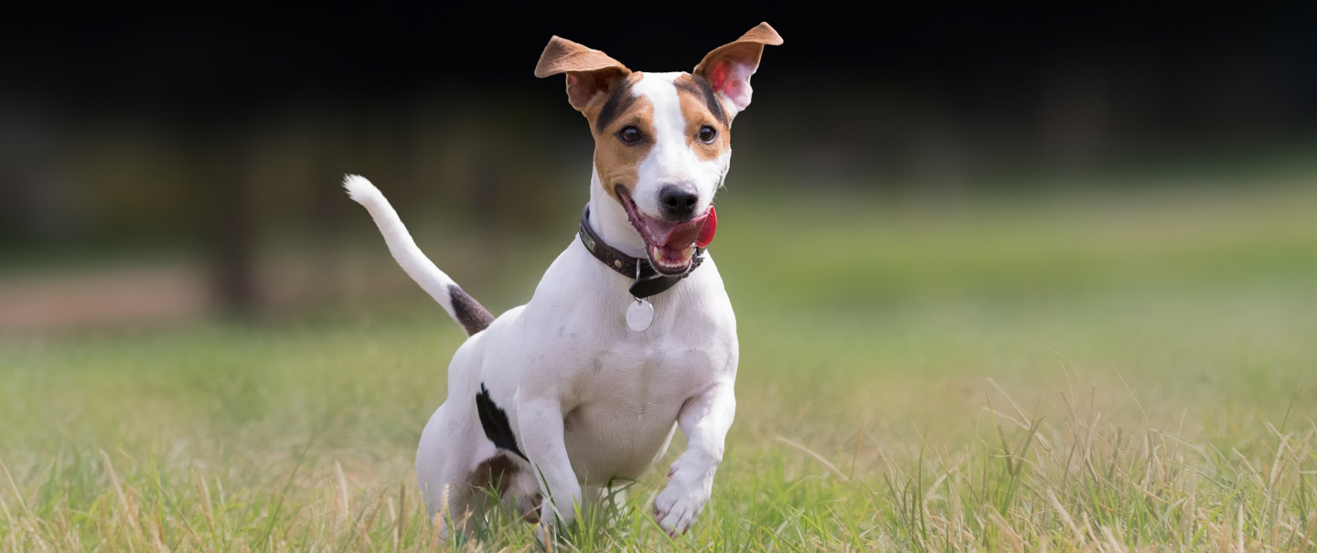 Looking For A Great Dog Walker In Auckland? | Fetch Dog Walking Services