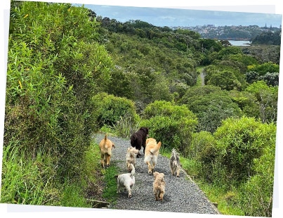 Pack walks in the Waitakere Ranges