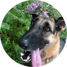 Reinforce commands and boundaries with experienced dog walkers