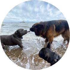 Stimulation and socialisation-beach walks